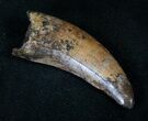 Nanotyrannus Tooth - Montana #13928-2